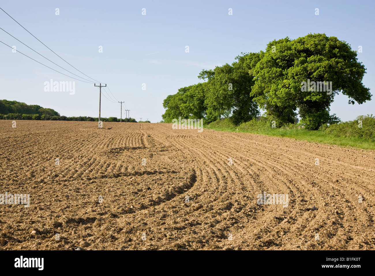 Ein Country-Szene im zeitigen Frühjahr "Norfolk Ackerland" UK Stockfoto