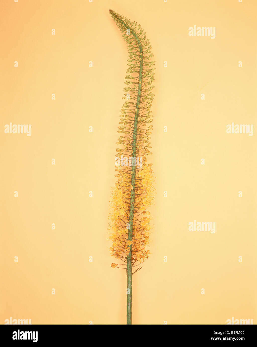 Gelber Cluster Blume Stockfoto