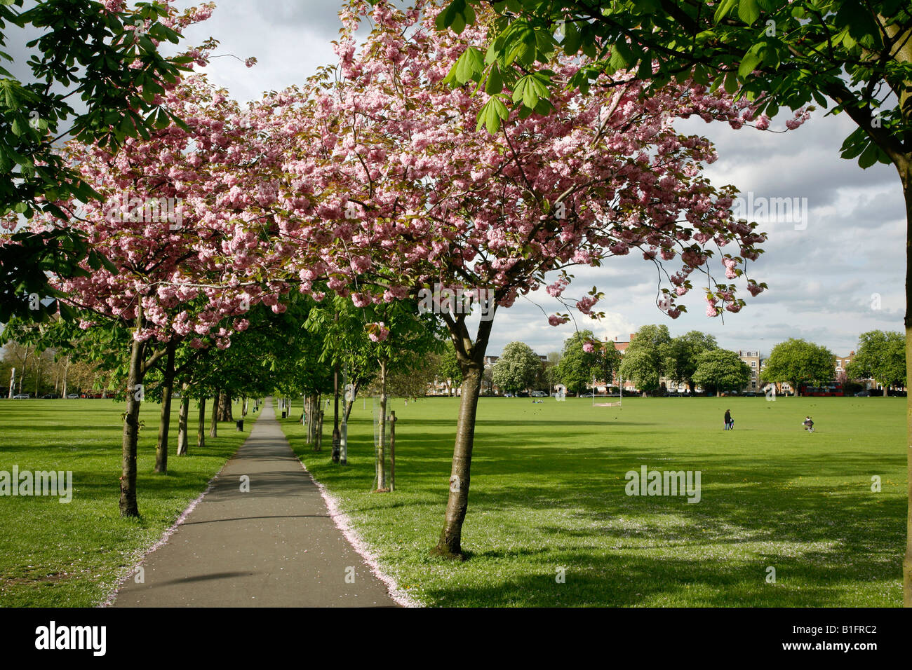 Kirschblüte auf Peckham Rye Common, London Stockfoto