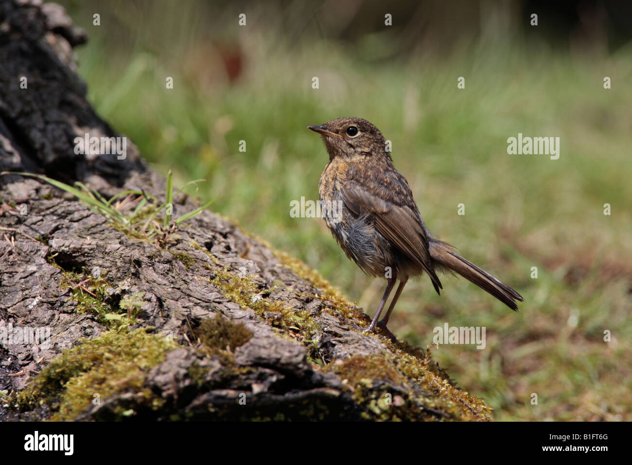 Young Robin Erithacus Rubecula auf Login Suche alert Potton Bedfordshire Stockfoto