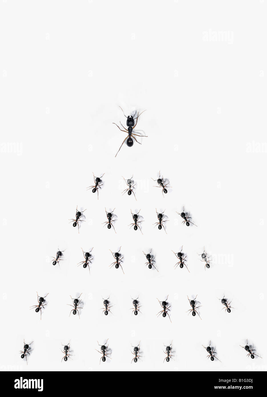Große Ameise führt eine Gruppe von kleineren Ameisen Stockfoto