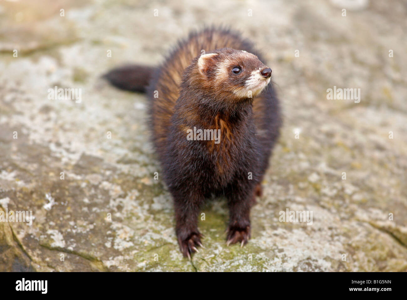 Europäischen Iltis Mustela putorius Stockfoto