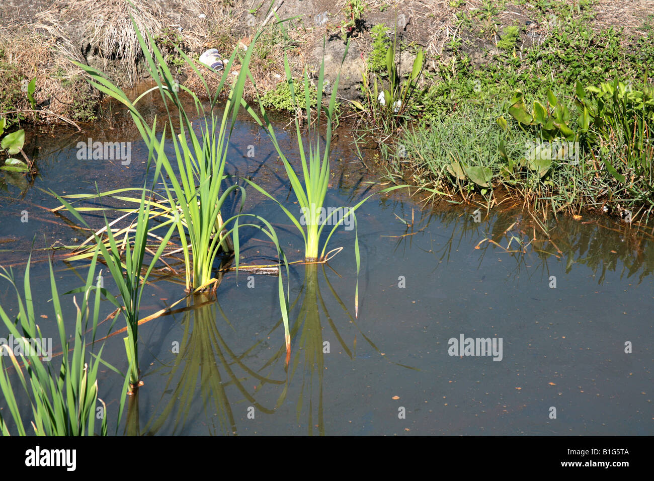 Schmutziges Wasser auf einem Seeufer in Florida mit Anzeichen von Kontamination. Stockfoto