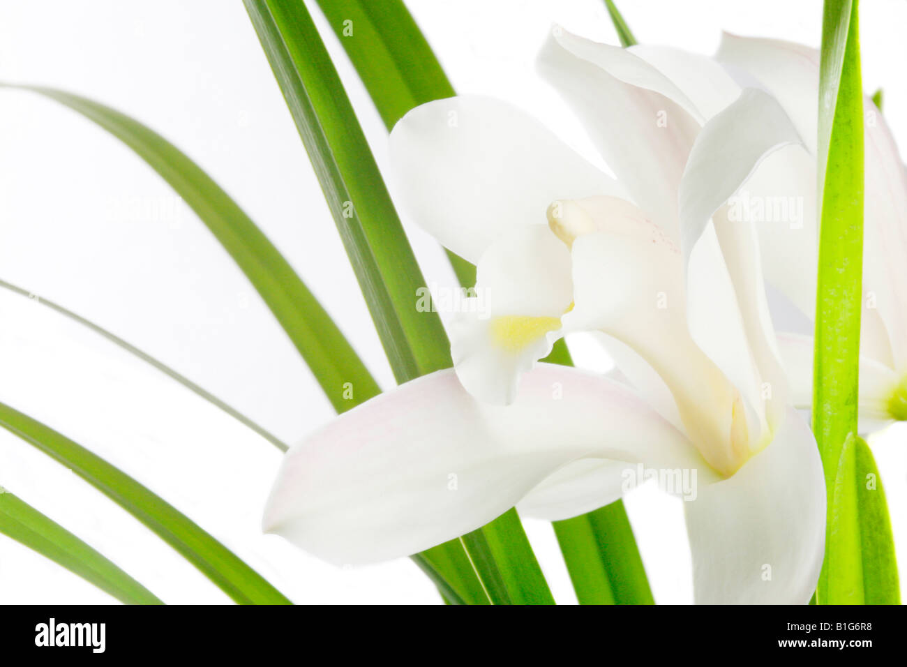 Cymbidium eburneum Stockfoto