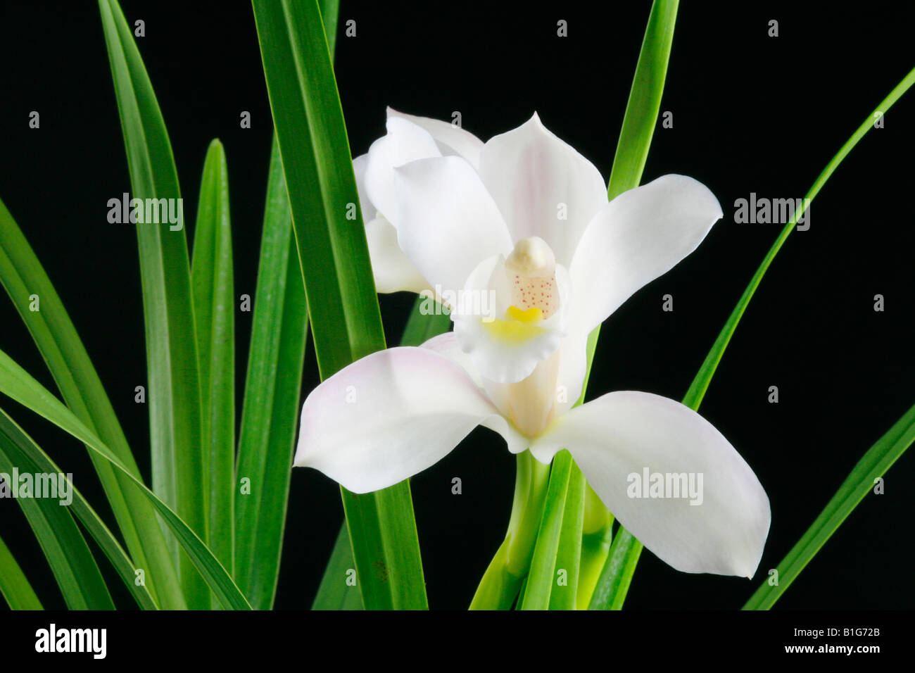 Cymbidium eburneum Stockfoto