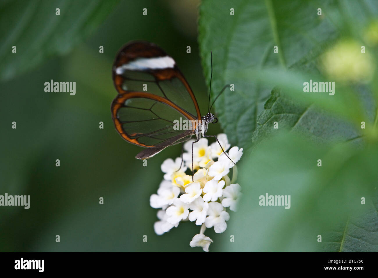 Glasswing Butterfly-Südamerika Stockfoto