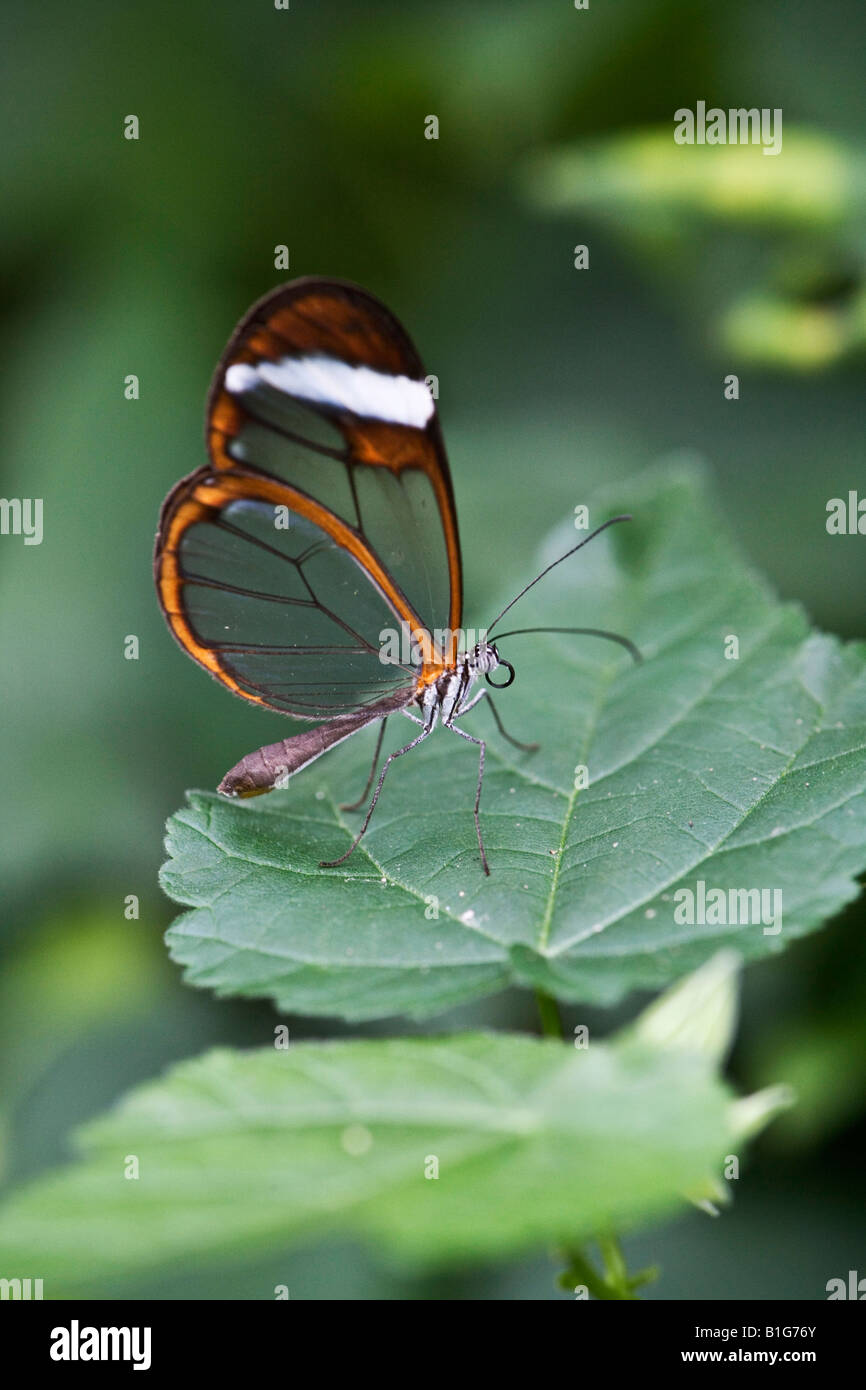 Glasswing Butterfly-Südamerika Stockfoto