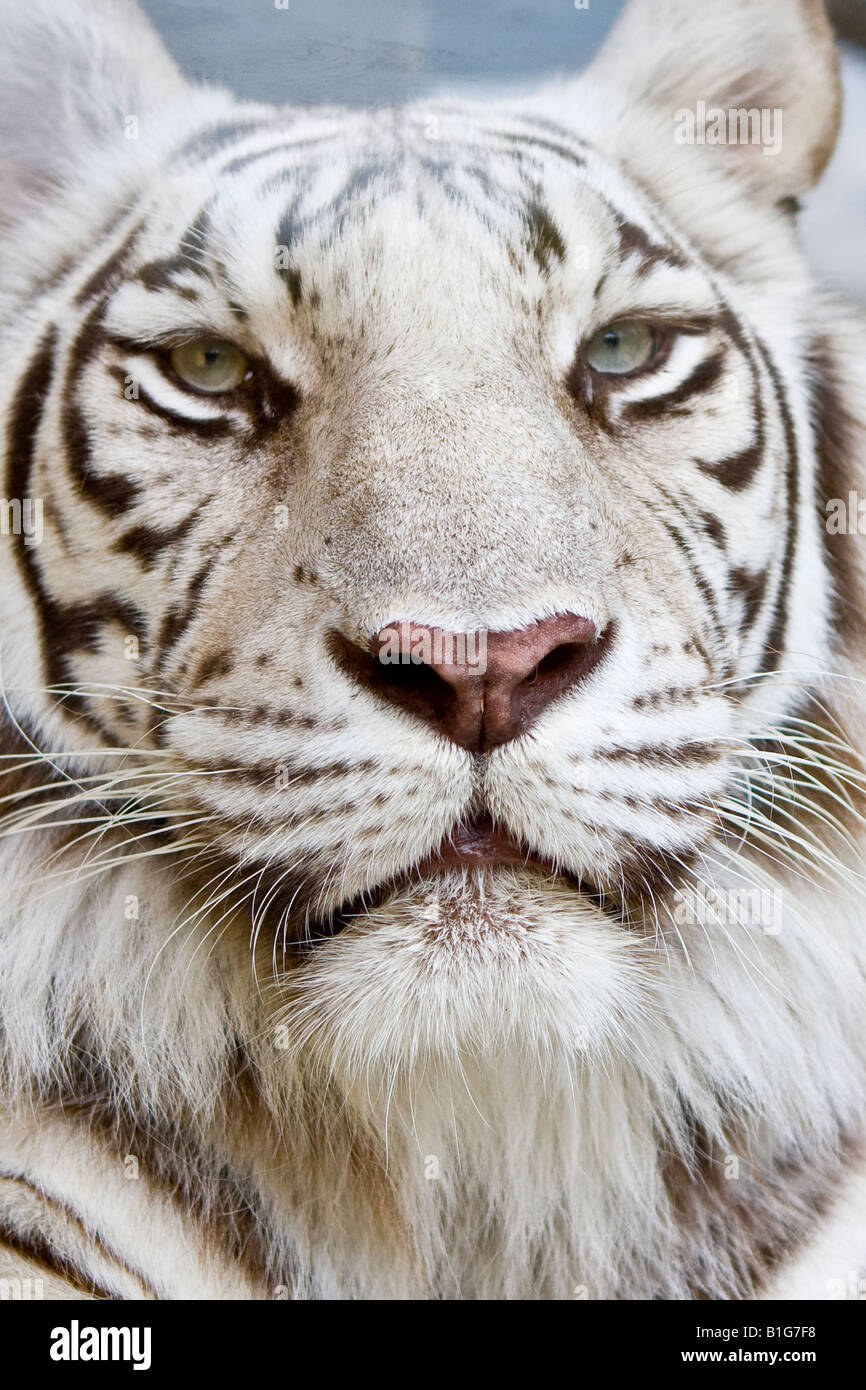Close Up Kopfschuss von einem großen weißen Bengal Tiger in Busch Gardens Tampa Florida USA Stockfoto