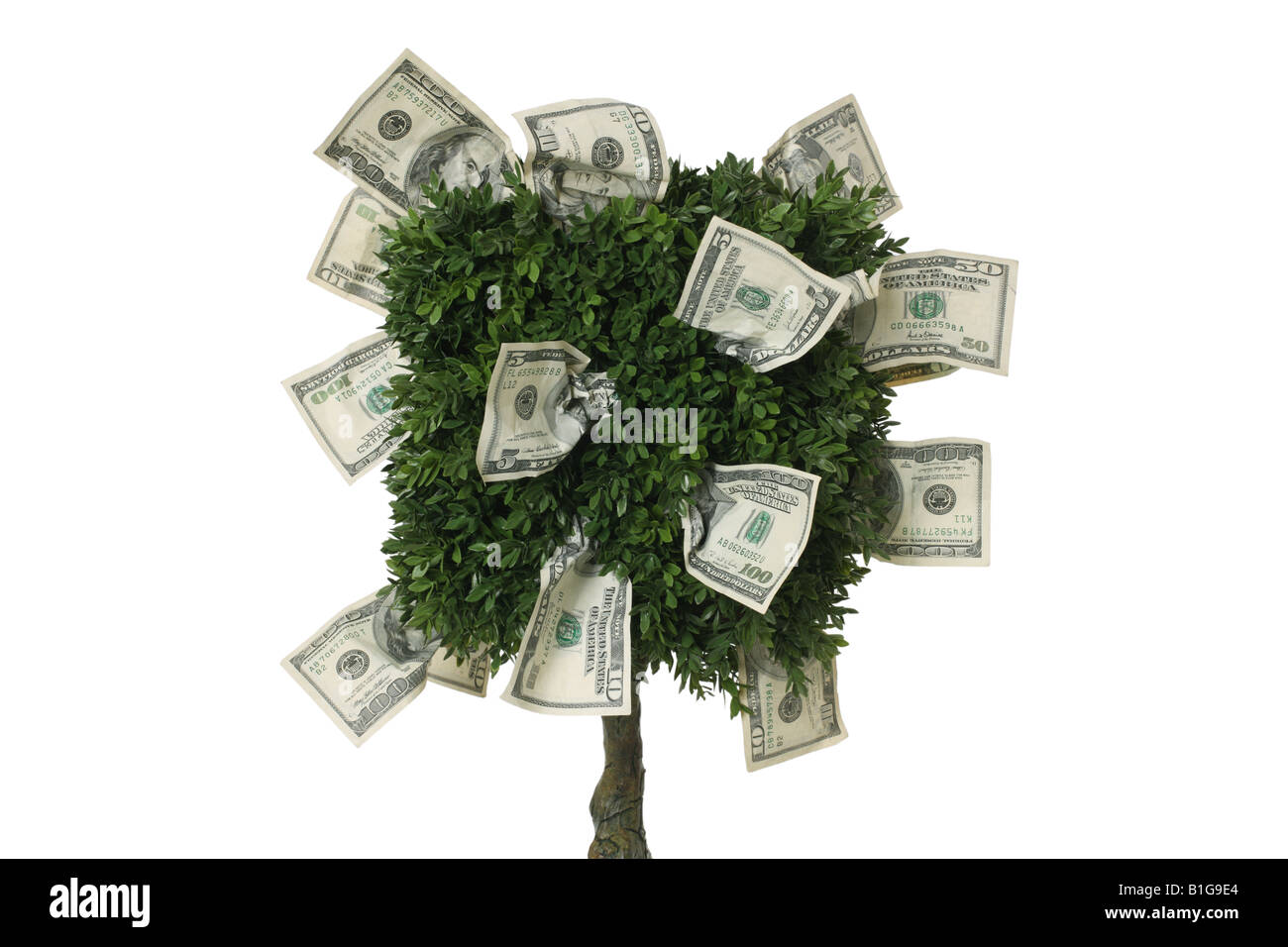 Nahaufnahme des Baumes mit Geld wächst weißen Hintergrund Stockfoto