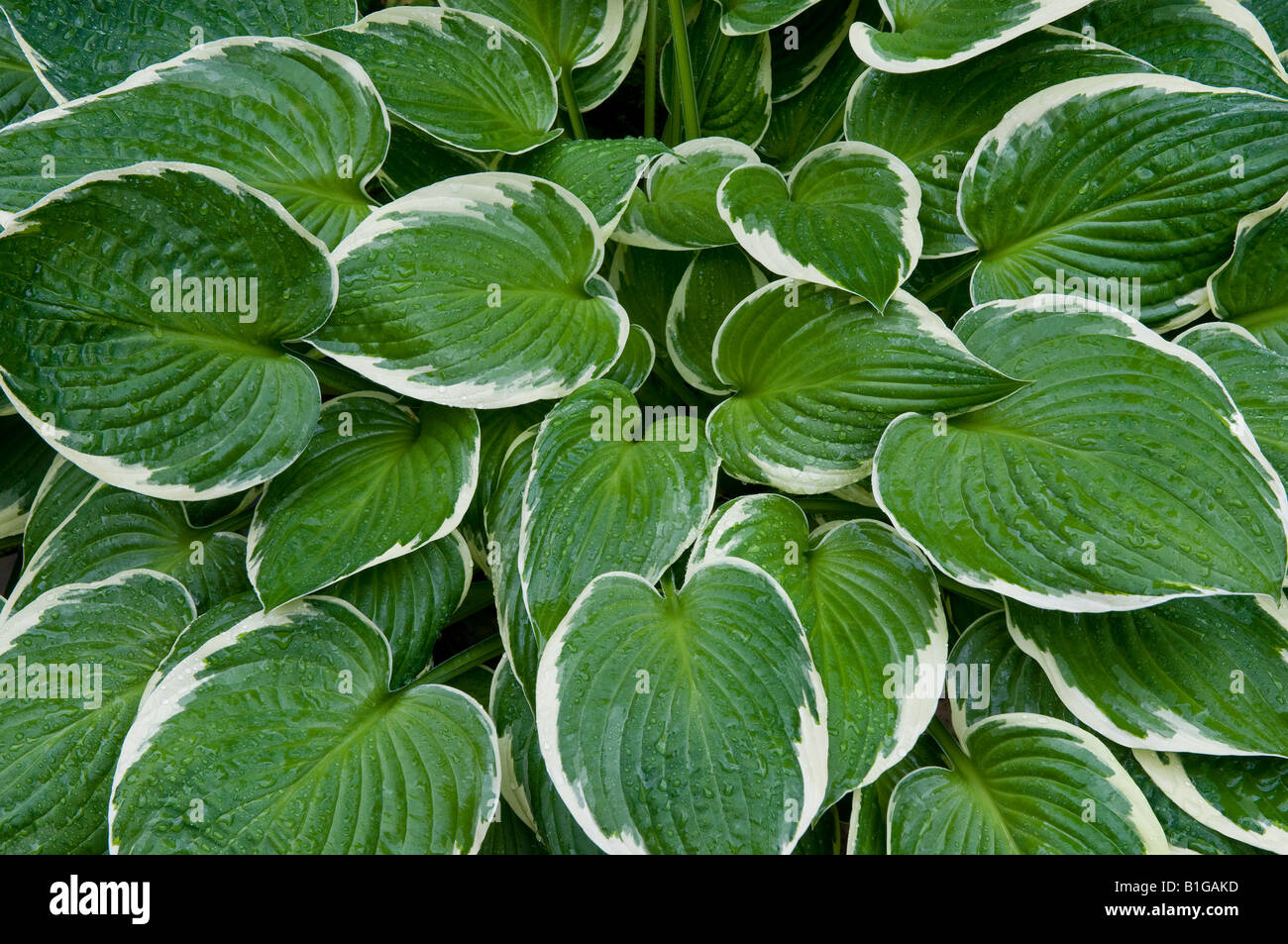 Hosta-Werk im englischen Garten Stockfoto