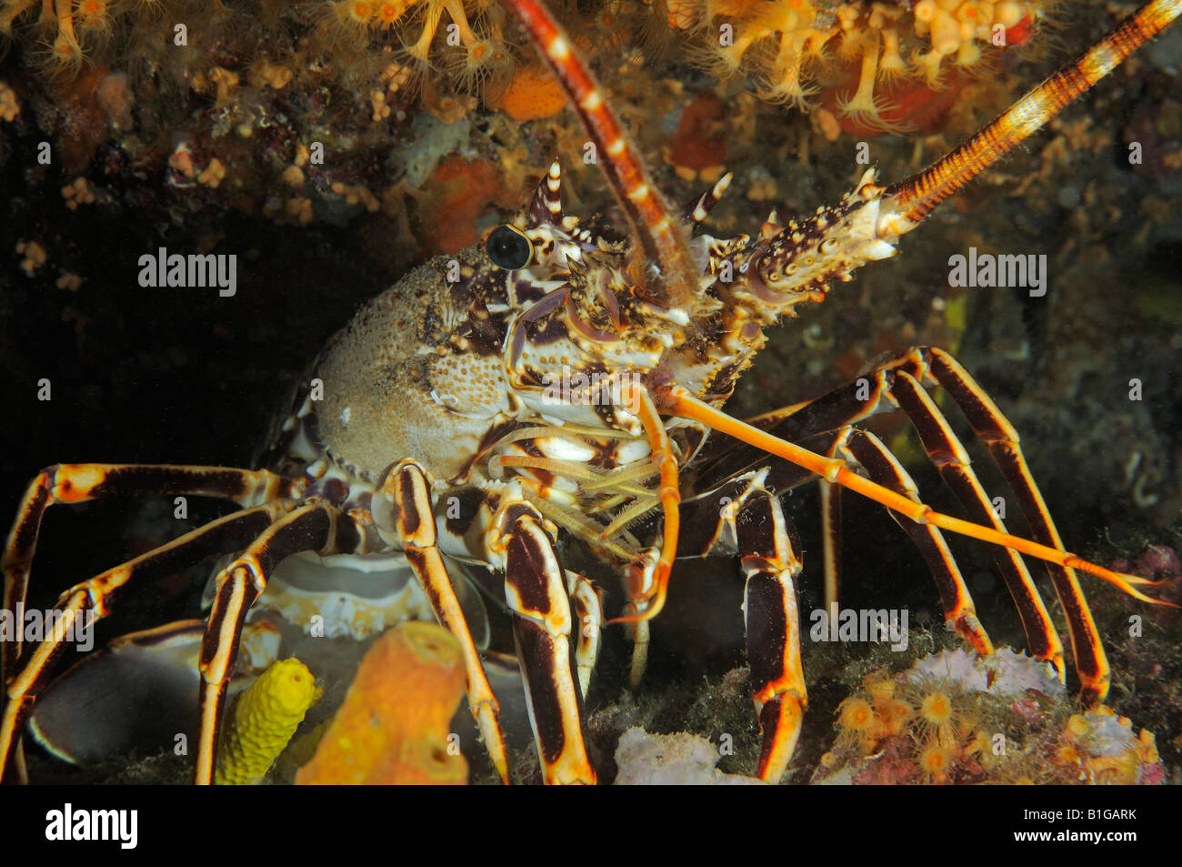 Europäische Languste Palinurus elephas Stockfoto