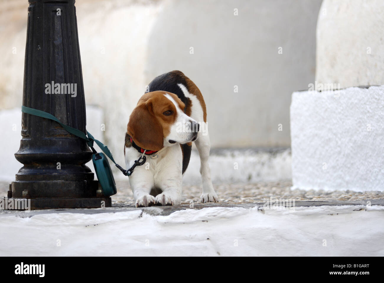 Hund auf Straße Lampost warten auf Besitzer, Pampaneira, Spanien gebunden Stockfoto