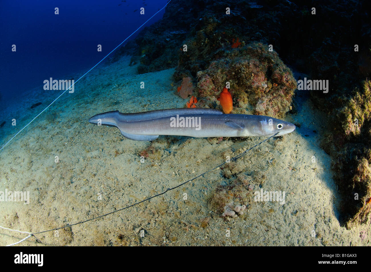 Conger Eel Conger Conger, Kroatien Adria Mittelmeer Cres Stockfoto