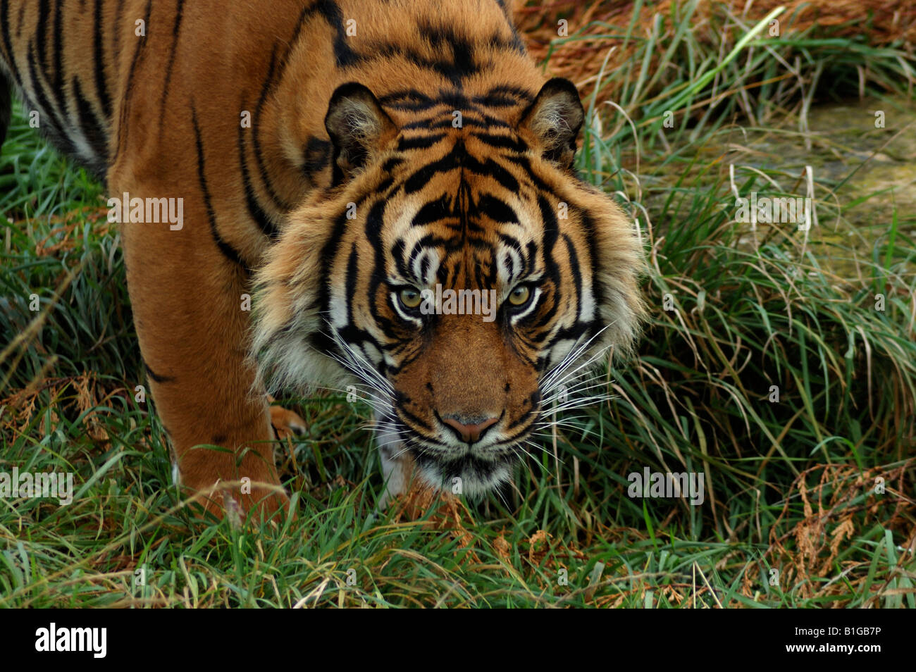 Sumatra-Tiger (Panthera Tigris Sumatrae) Stockfoto