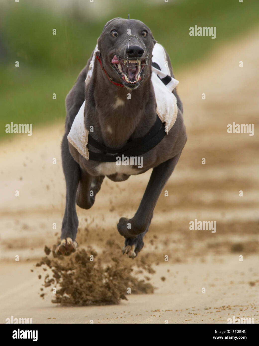 Greyhound-Hunderennen Stockfoto