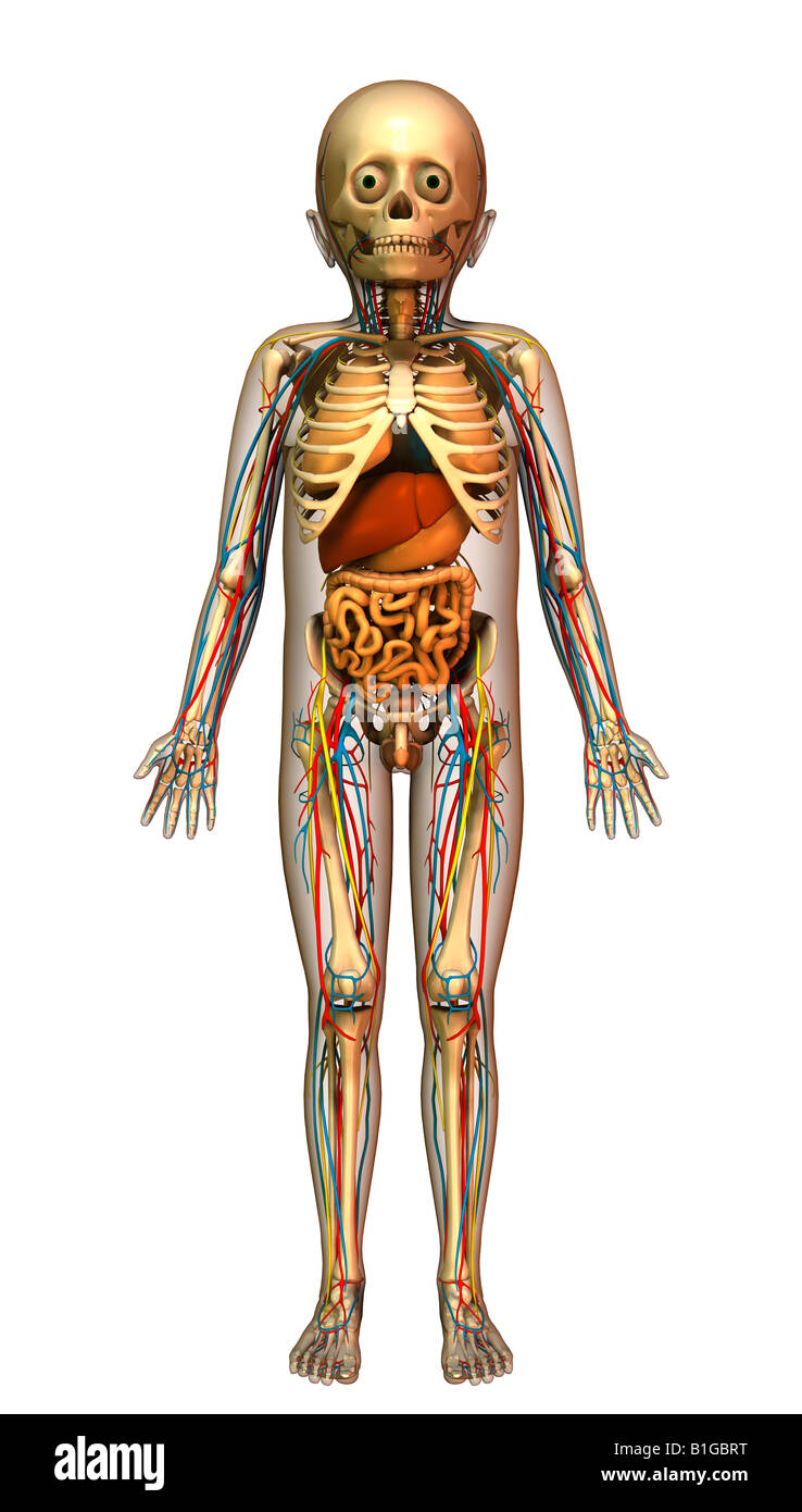 Kind-Anatomie mit Organen Stockfoto