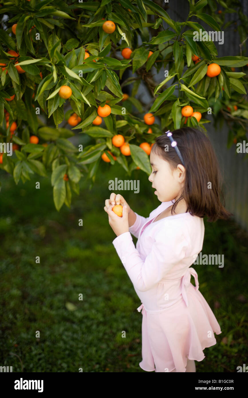 Mädchen im Alter von vier Jahren nimmt Orangen vom Baum im Garten Stockfoto