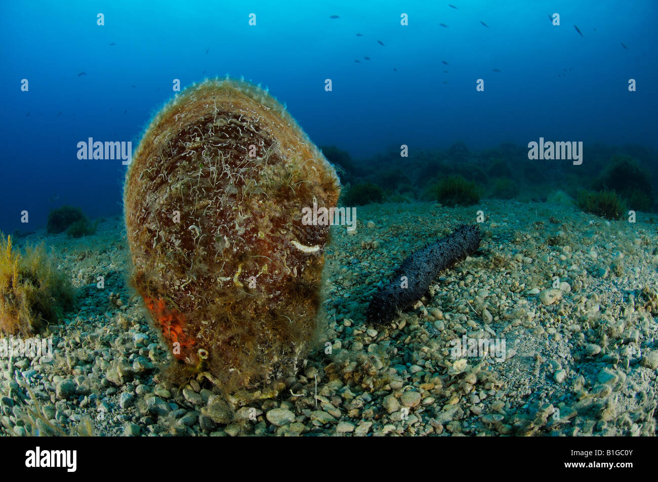 edle Steckmuschel auf dem Meeresboden, Pinna Nobilis, Kroatien Adria Mittelmeer Stockfoto