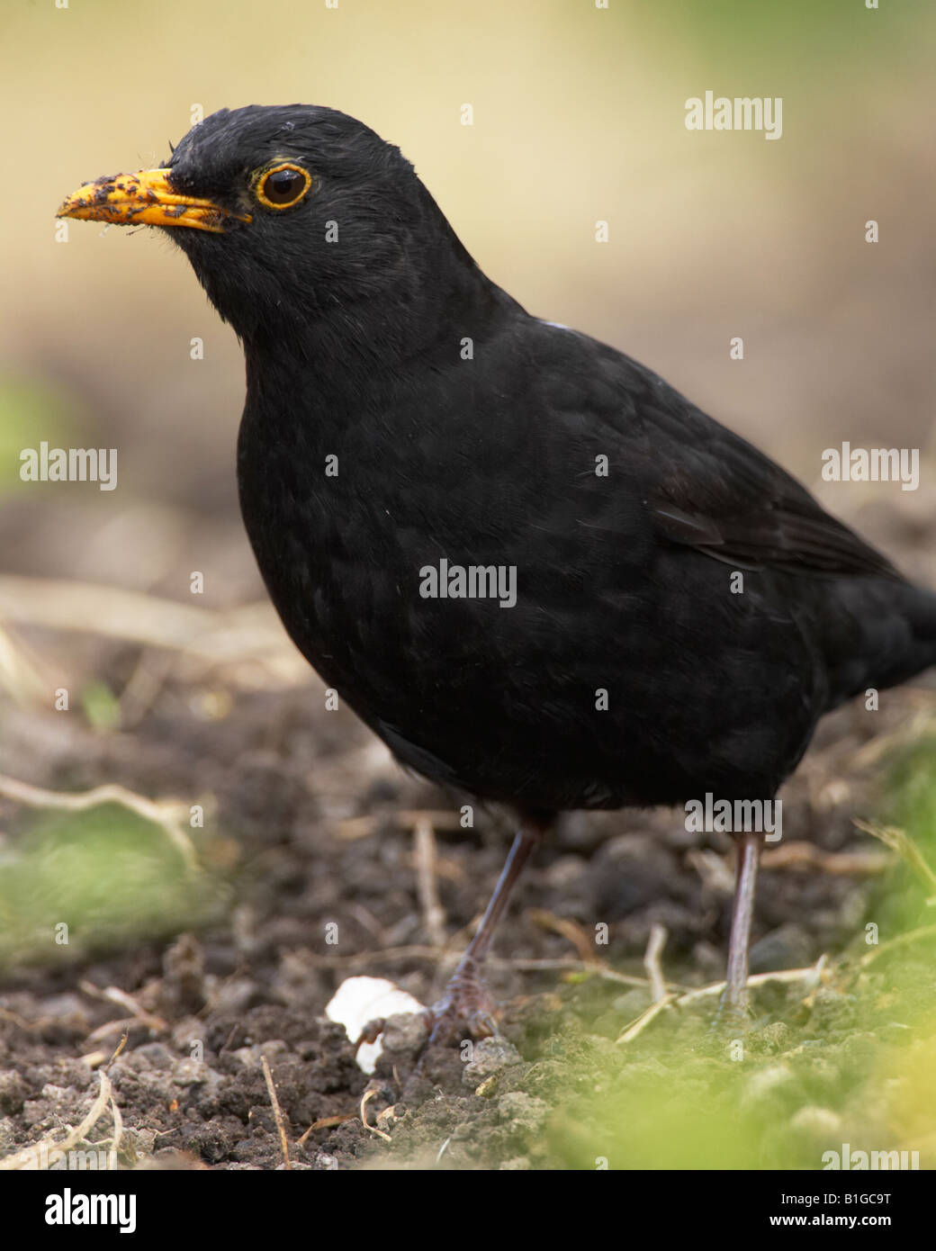 Amsel Jagd nach Nahrung in einem Garten Stockfoto