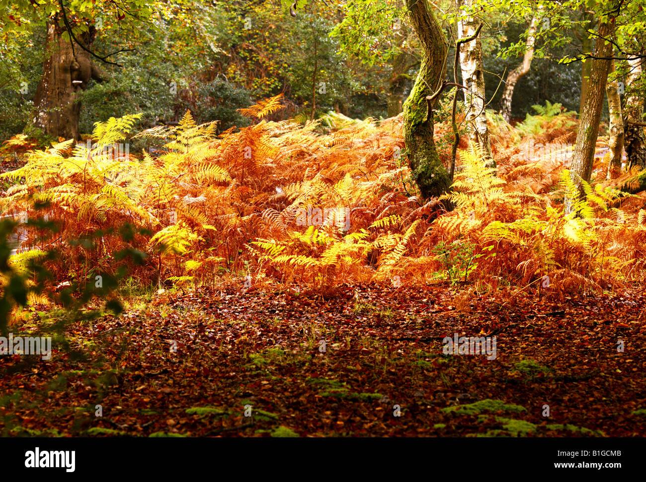 Goldene Herbst Farne in New Forest-England Stockfoto