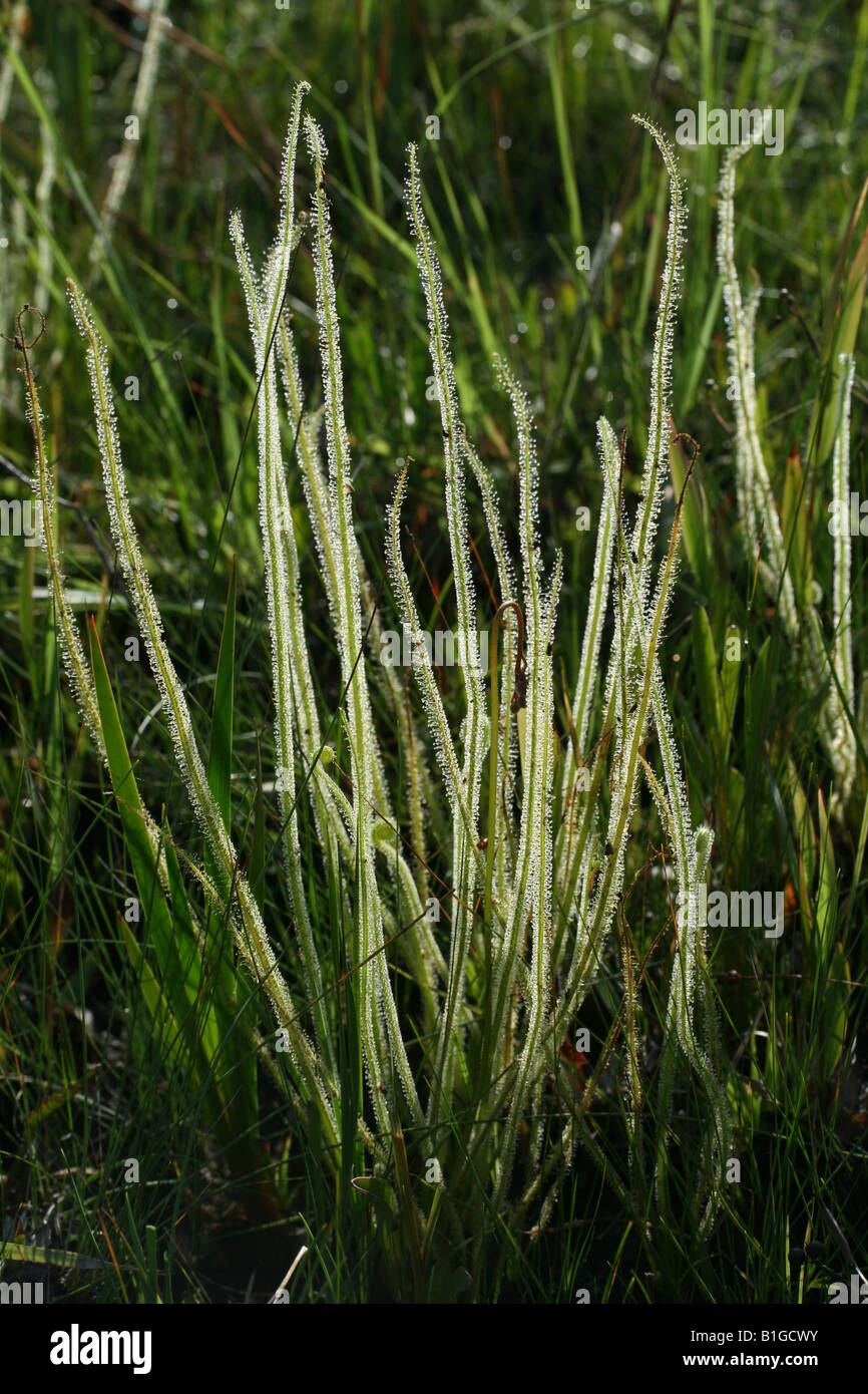Thread-leaved Sonnentau Drosera filiformis var tracyi Florida USA Stockfoto