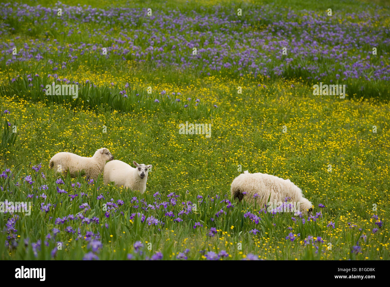 Schafe weiden auf der Green Garden Trail, Gros Morne National Park, Neufundland & Labrador Stockfoto