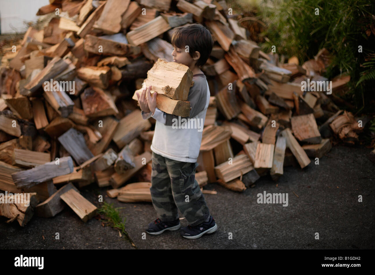 Sechs Jahre alter Junge bringt Protokolle aus den Holzhaufen Stockfoto