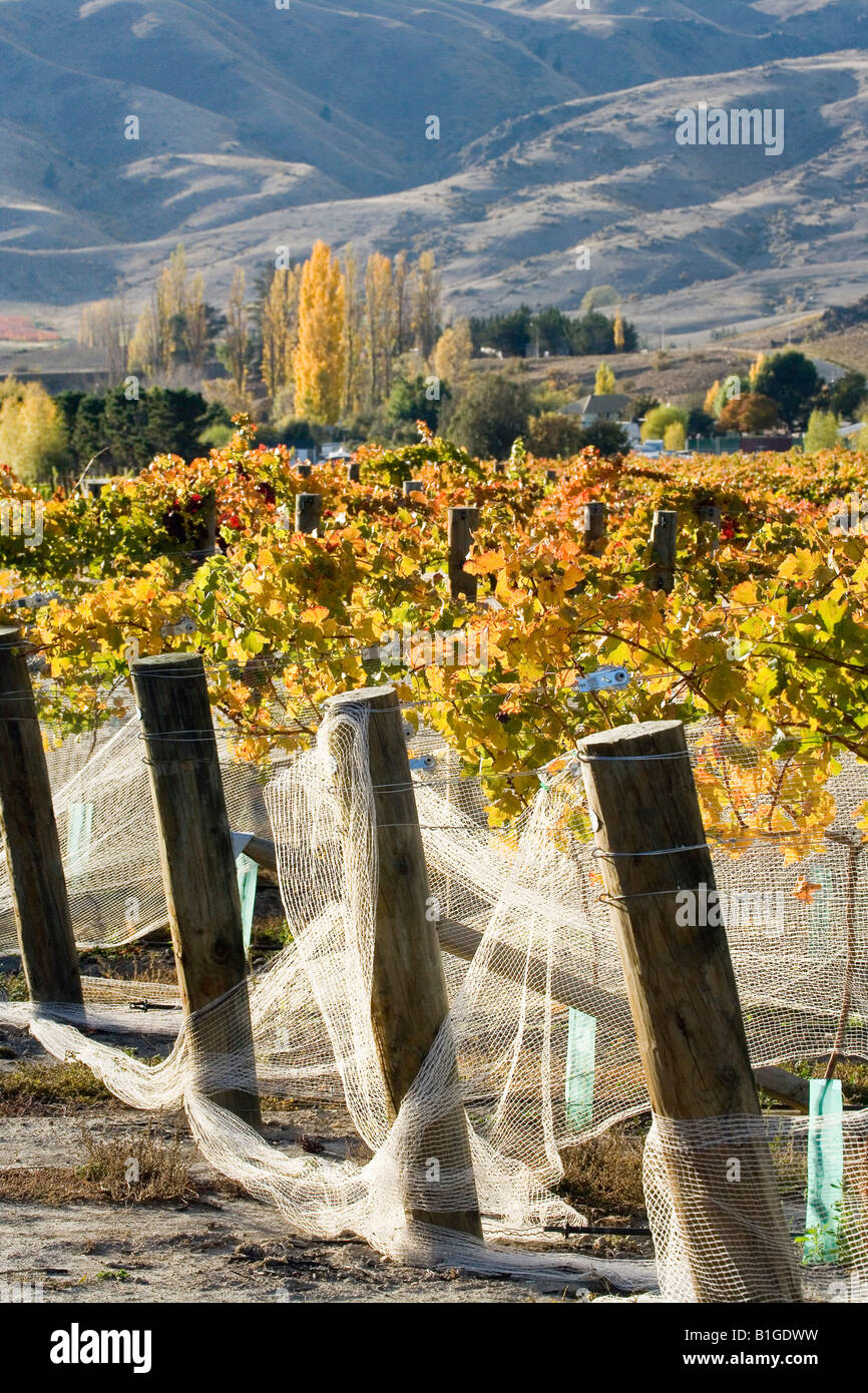 Domäne Straße Weinberg im Herbst Bannockburn Central Otago Südinsel Neuseeland Stockfoto