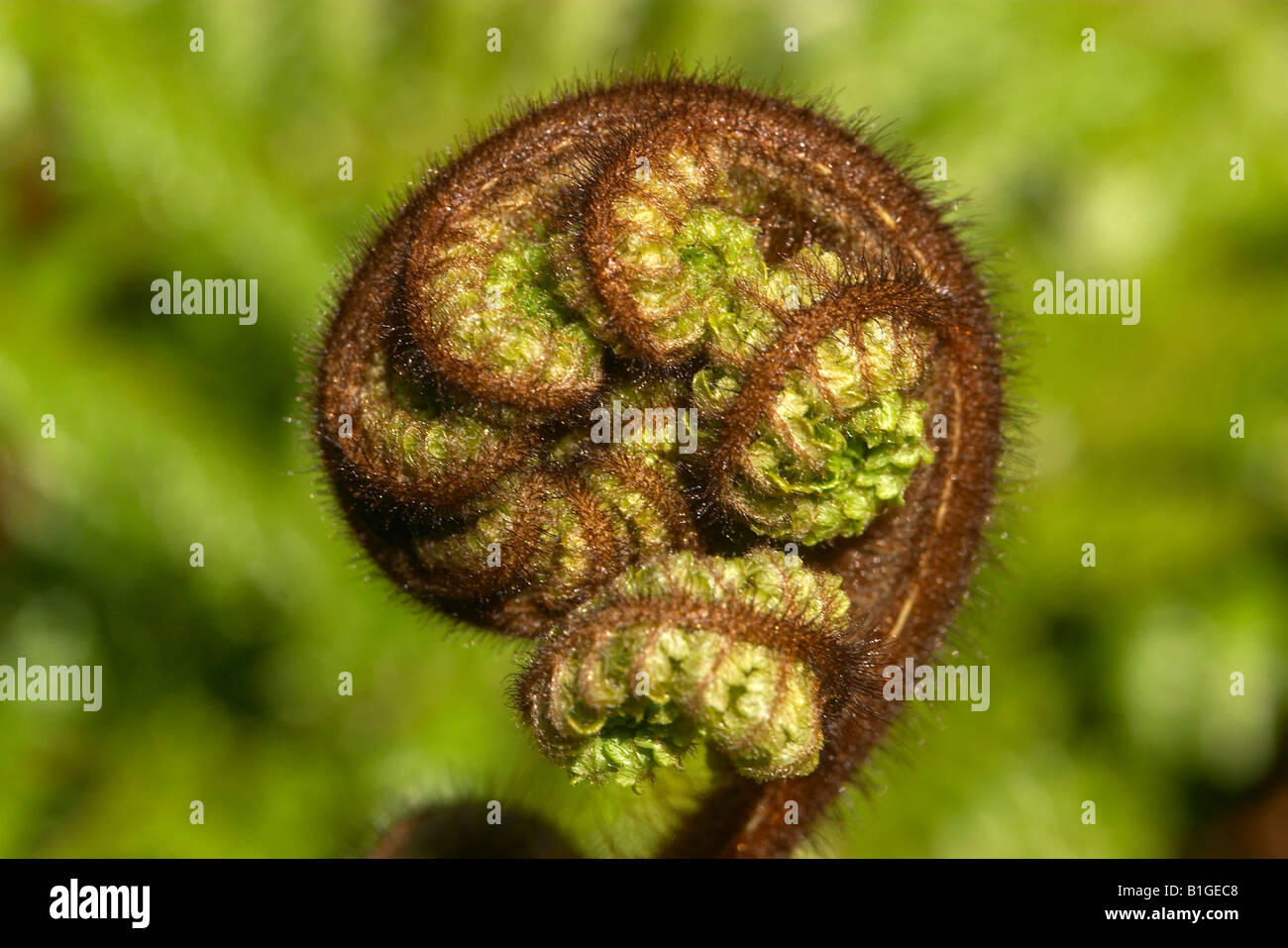 Ponga Tree Farn Wedel Unfurling Koru South Island Neuseeland Stockfoto