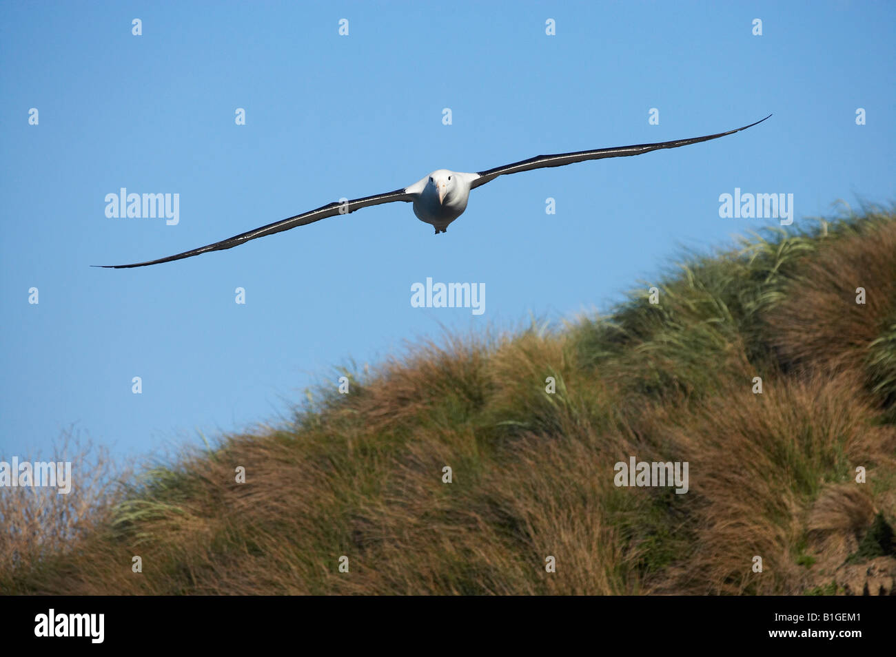 Royal Albatross Taiaroa Head Otago Halbinsel Dunedin Südinsel Neuseeland Diomedea epomophora Stockfoto