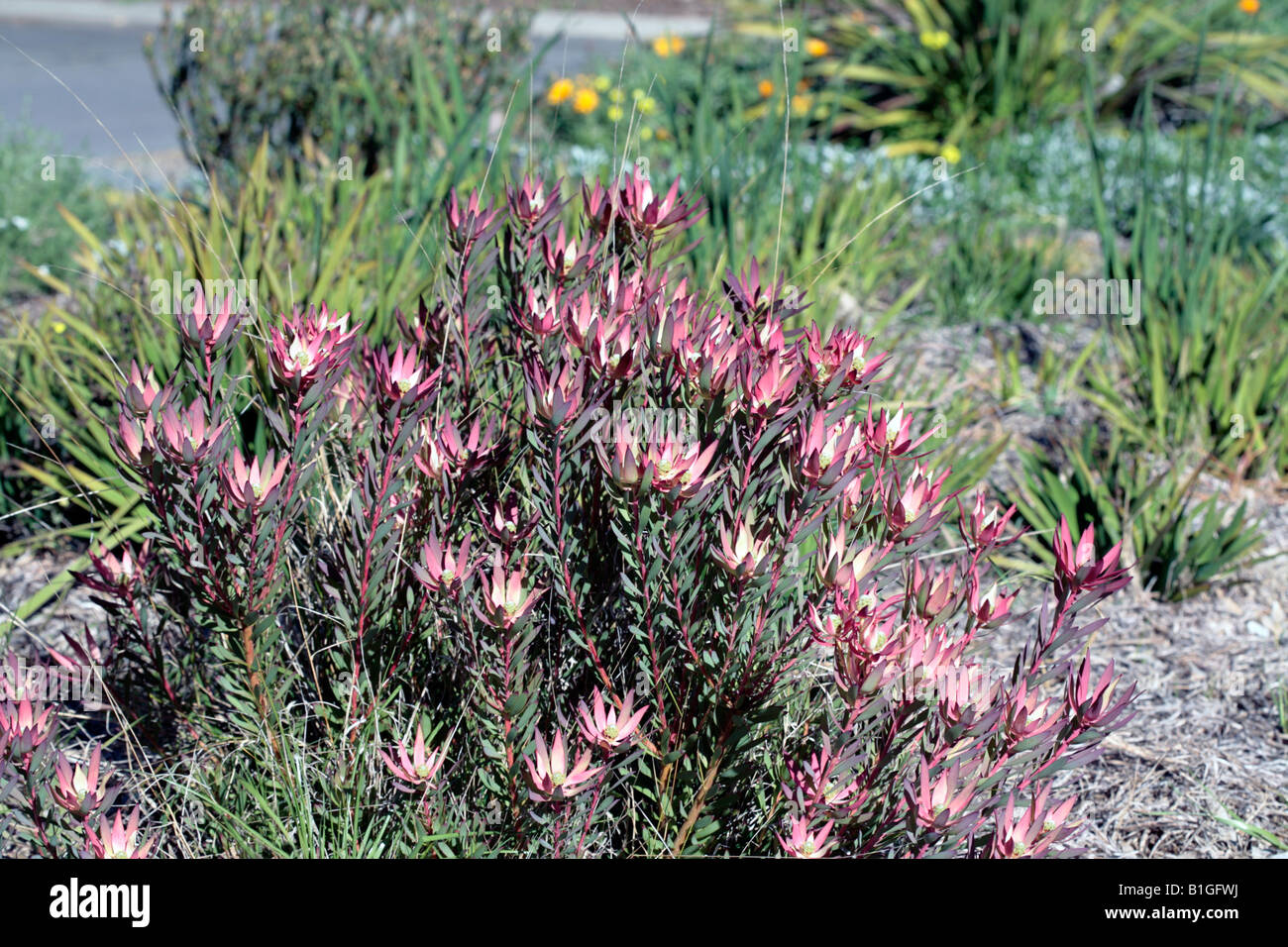 Western-Sunbush/Sun-Conebush Blumen - Leucadendron Traubeneichen-Familie Proteaceae Stockfoto