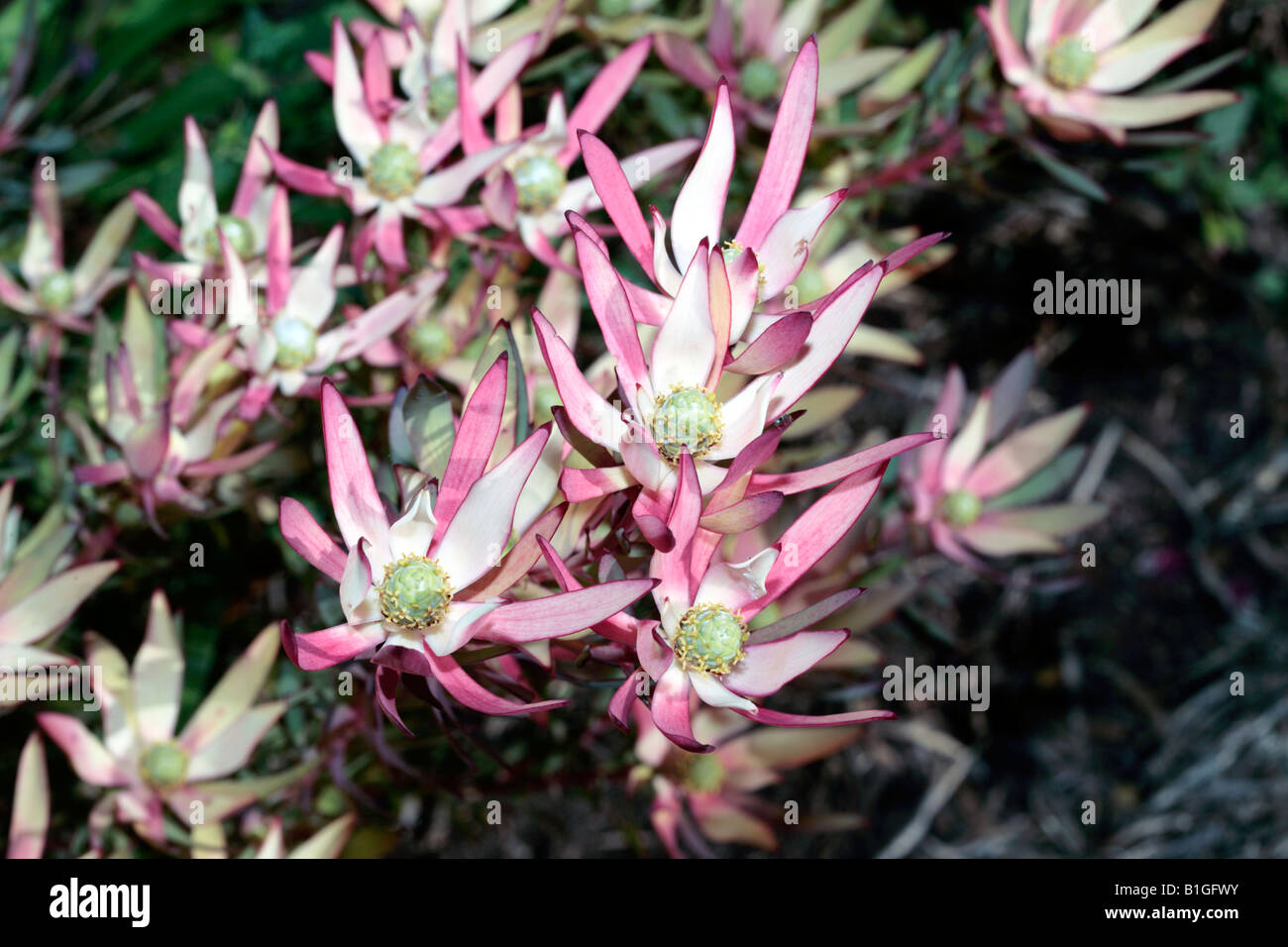Western-Sunbush/Sun-Conebush Blumen - Leucadendron Traubeneichen-Familie Proteaceae Stockfoto