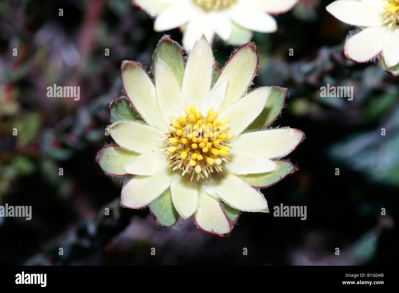 Weibliche Sonne Conebush Blume/Western Sunbush nur Öffnung-Leucadendron Traubeneichen-Familie Proteaceae Stockfoto
