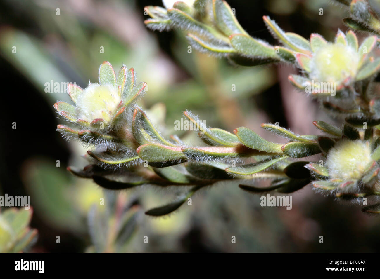 Conebush-Leucadendron-Familie Proteaceae Stockfoto