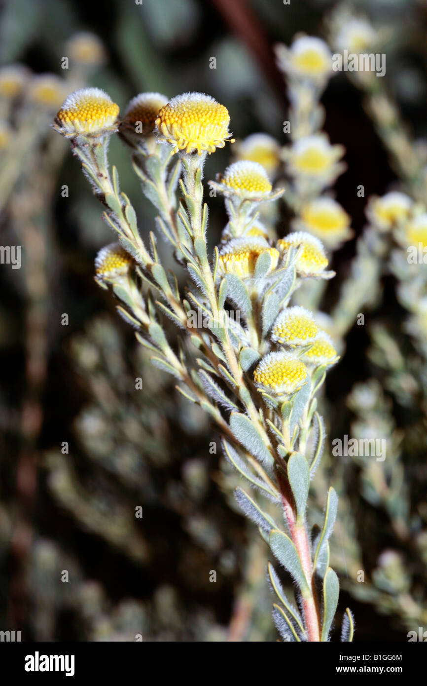 Männliche Cape Flats Conebush-Leucadendron Levisanus-Familie Proteaceae Stockfoto