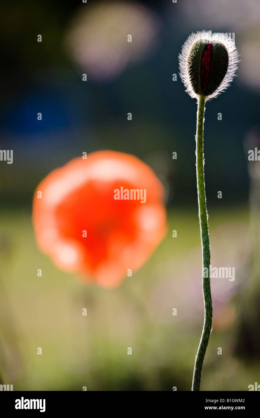 Rote Mohnblume angehende Stockfoto