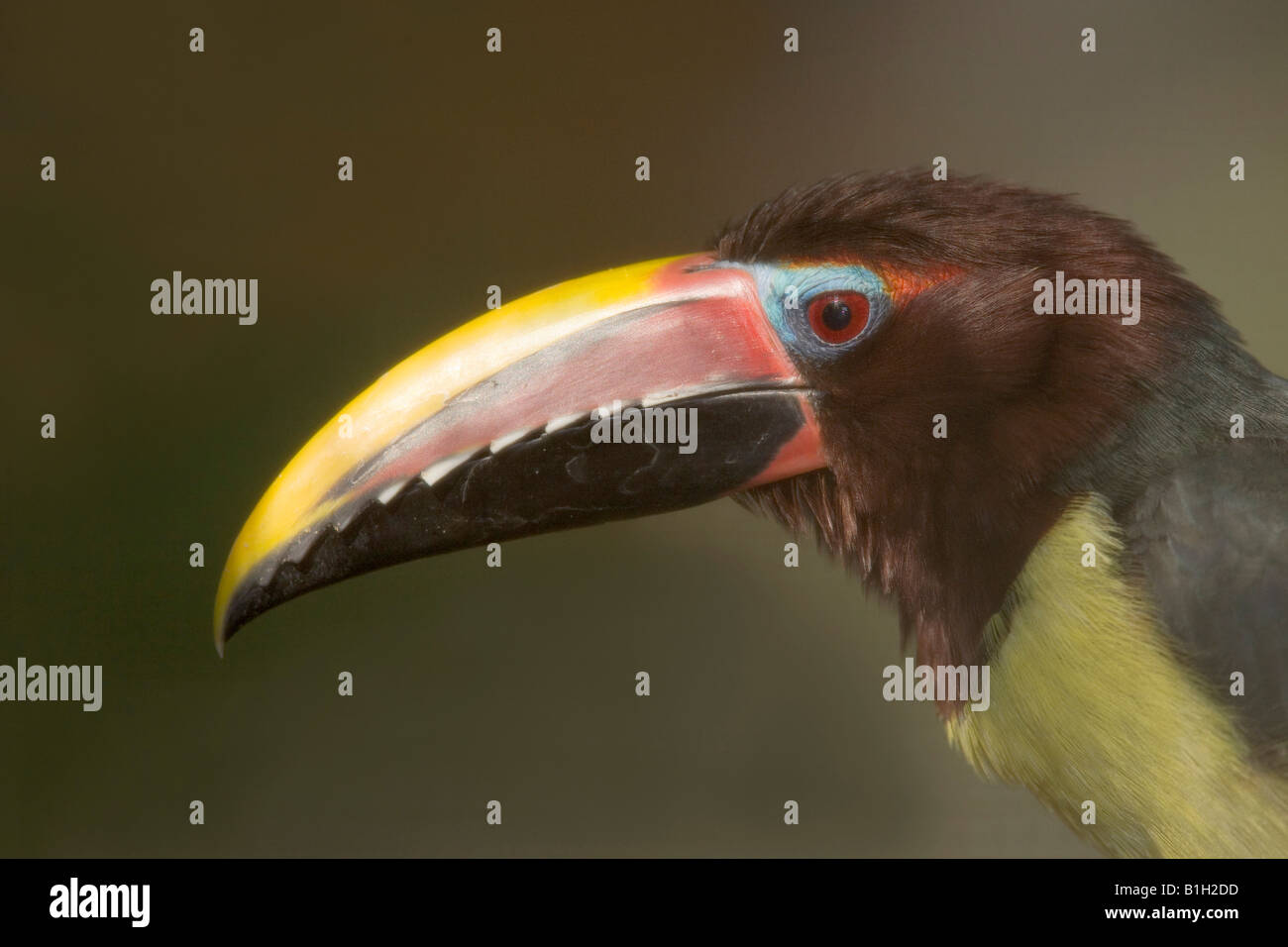 Nahaufnahme von einem grünen Aracari (Pteroglossus Viridis) Stockfoto