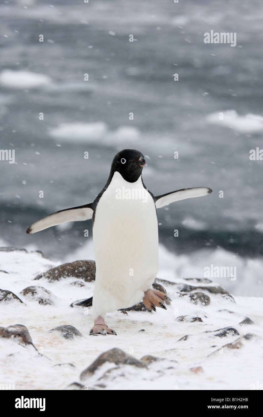 Adelie Penguin (Pygoscelis Adeliae) zu Fuß auf Schnee, Antarktis Stockfoto