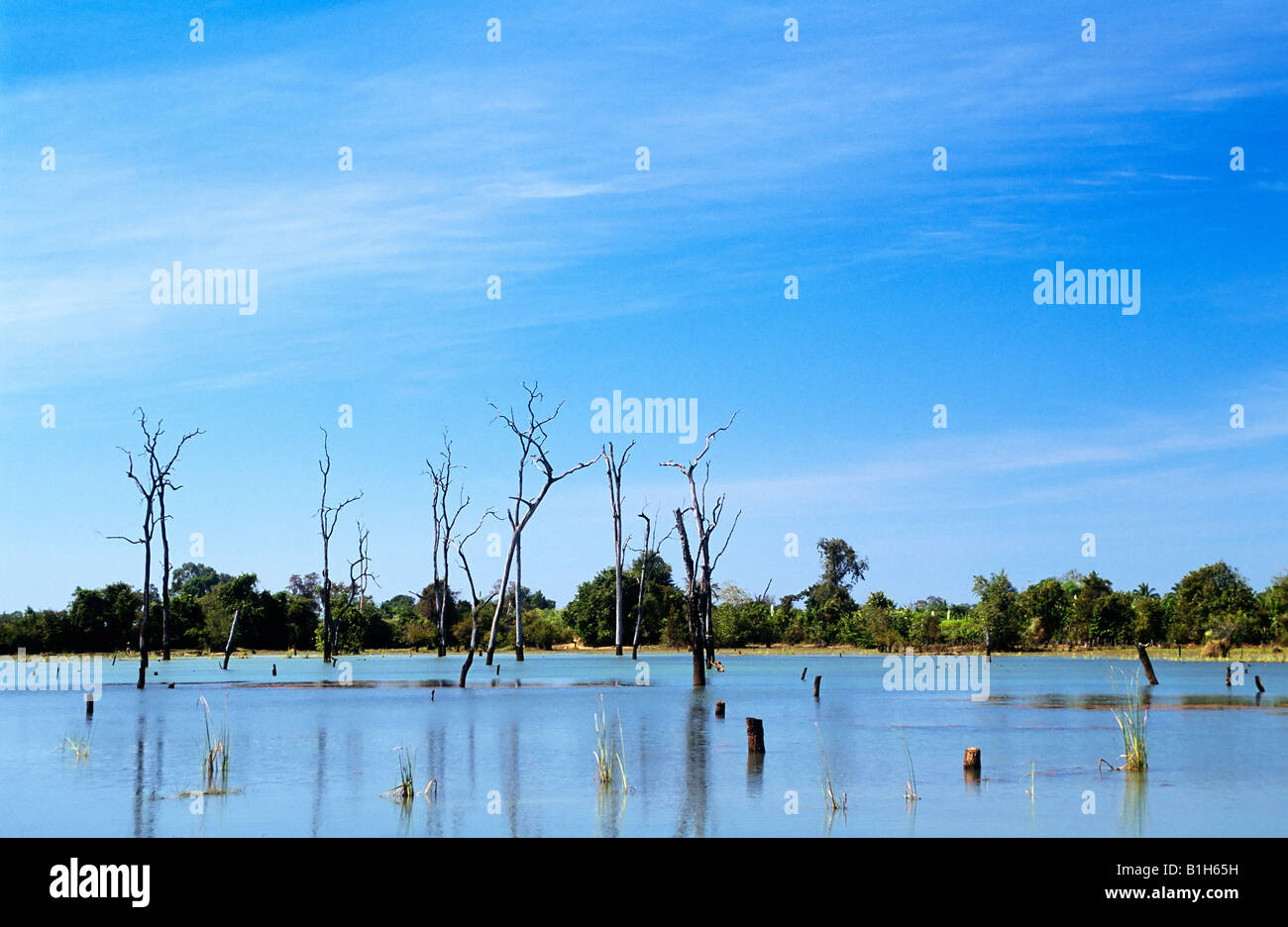 Überschwemmtes Gebiet Stockfoto