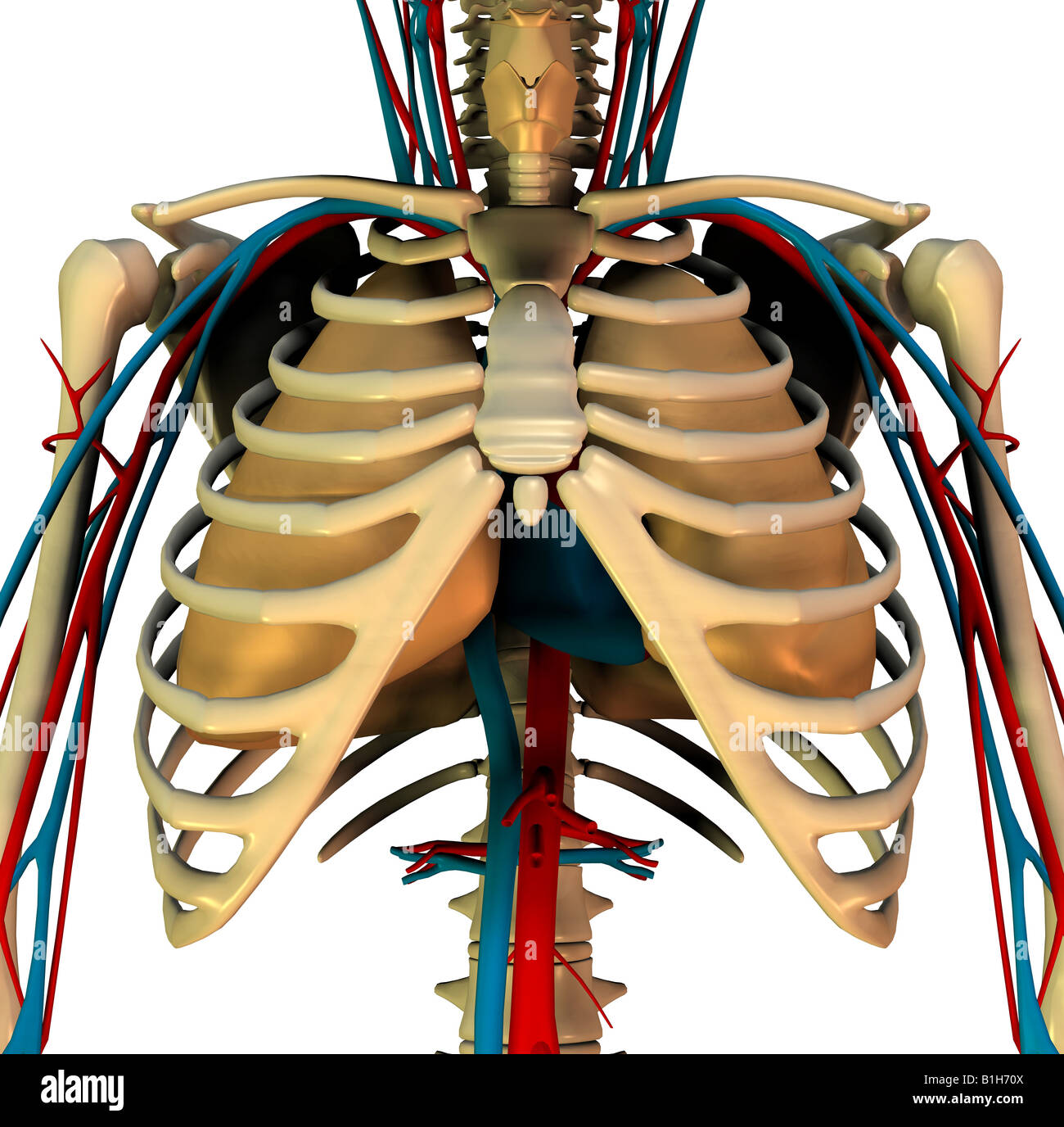 Anatomie-Zirkulation-Herz-Lungen Stockfoto