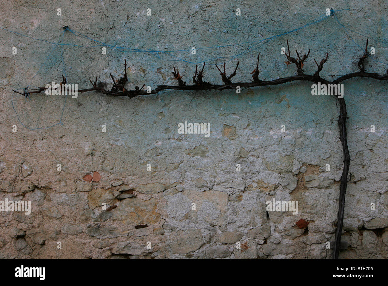 Eine Rebe wächst auf einer grob verputzten Wand im Mittelmeer. Stockfoto