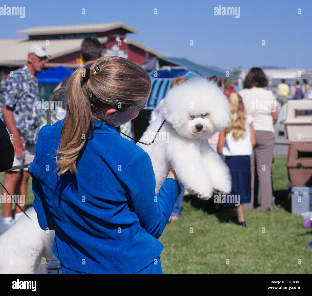 Bichon Frise gibt der Fotograf einen Blick des Ekels auf eine AKC American Kennel Club Dog show Stockfoto