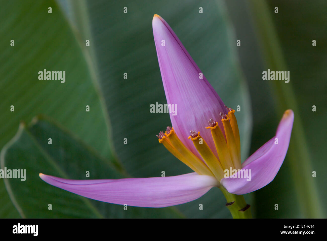 tropische Blume rosa lila Zier Banane Stockfoto