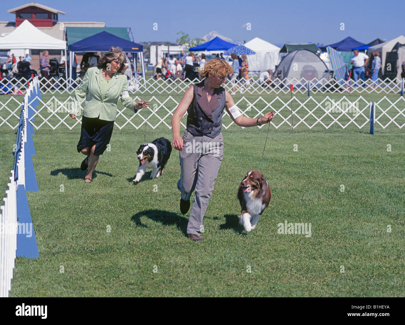 Zwei Frauen zeigen ihre Australian Shepherds-R im Wettbewerb Best Of Breed ein American Kennel Club AKC Hundeausstellung Stockfoto
