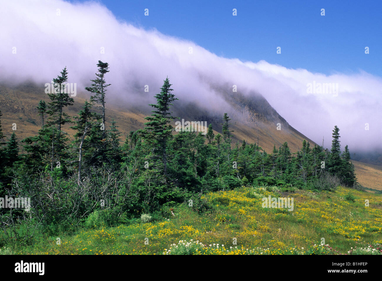 Tablelands Abschnitt des Gros Morne National Park, Neufundland, Kanada. Stockfoto