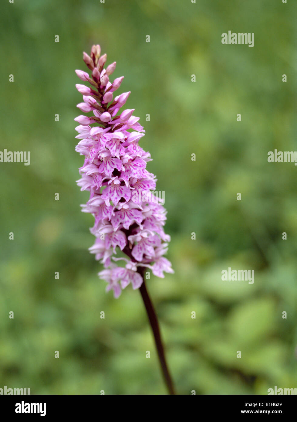 Gemeinsame gefleckte Orchidee High Elms Kent England UK Stockfoto