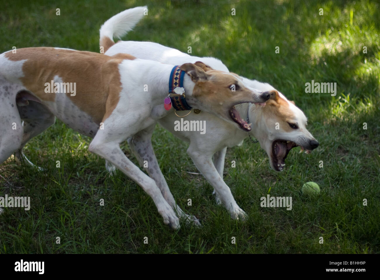 Zwei Hunde spielen rau. Stockfoto