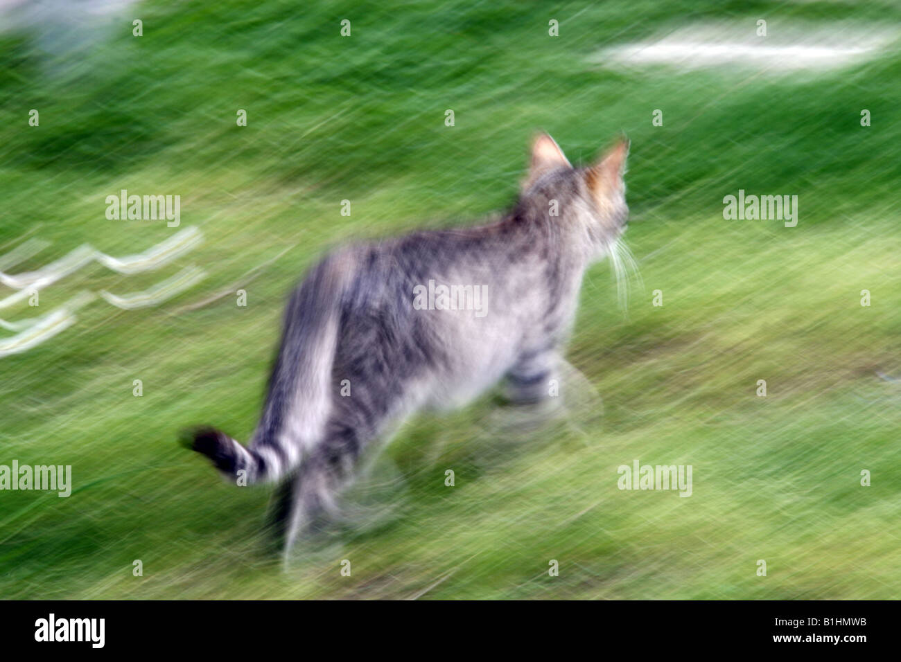 Gesprenkelte katze rücken -Fotos und -Bildmaterial in hoher Auflösung