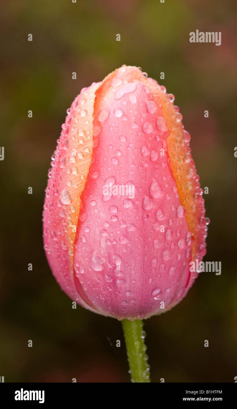 Wassertropfen bedeckt rosa Tulpe Apricot Eindruck Stockfoto