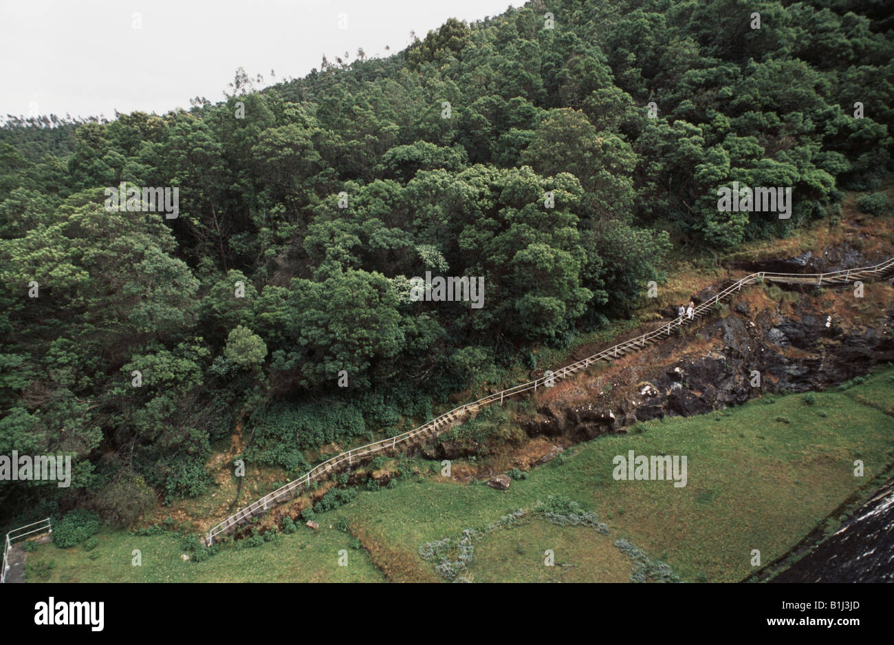 Erhöhte Ansicht von Bäumen in einem Wald, Parson Tal, Nilgiri Biosphäre-Reserve, Nilgiris, Tamil Nadu, Indien Stockfoto